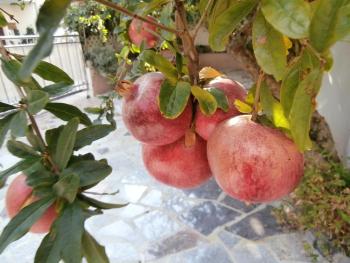 Apartments Cordis, Split (photo 5)