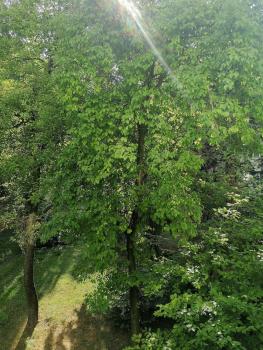 Sunny and lovely apartment. Near Chopin Airport!, Warsaw (photo 5)