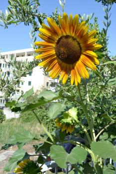 Sunflower, Split (photo 2)