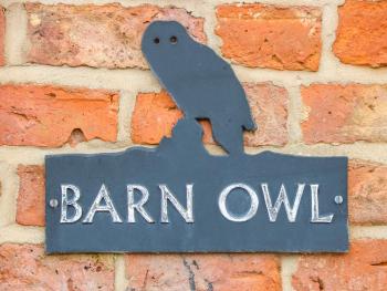 Barn Owl, Louth (fotografie 4)