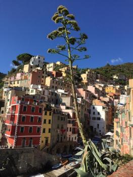 Sergeant First Class Riomaggiore, Riomaggiore (foto 3)
