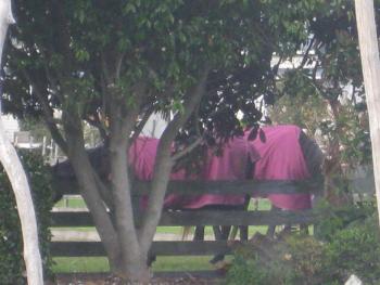 Breakaway Bed & Breakfast, Coromandel (foto 4)