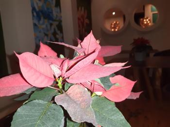 Casa 5 Bed & Breakfast, Palenque (photo 4)