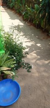 Monsoon, Agonda (photo 5)
