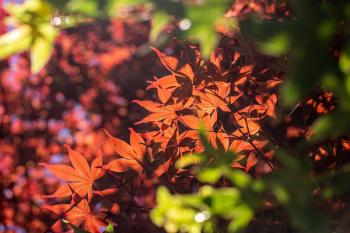 清境英格曼花園民宿, Renai (fotografie 4)