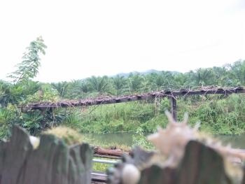 Teak villa, Thoeng (fotografie 4)