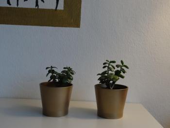 Hostel Stralsund, Stralsund (foto 3)