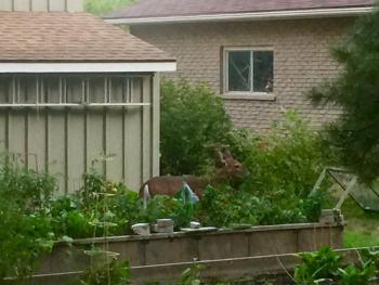 Cedar Gables Bed & Breakfast, Niagara on the Lake (fotografie 3)