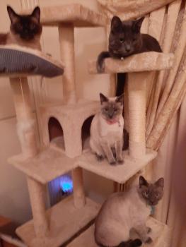 CATmosphere 2, Las Vegas (Foto 5)