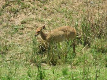 Riverview Inn, Malelane (foto 5)