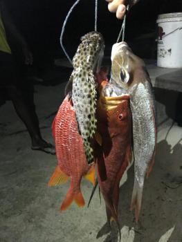Athiriveli, Thoddoo (foto 5)