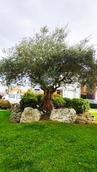 Arraigos, Melide (photo 3)