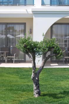 Apollo Blue, Faliraki (photo 2)