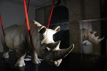 Rhinoceros, Řím (fotografie 3)