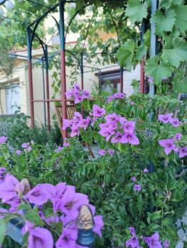SUMMER TIME, Premantura (Foto 4)