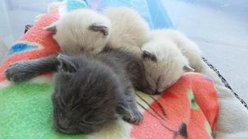 CATmosphere 2, Las Vegas (Foto 4)