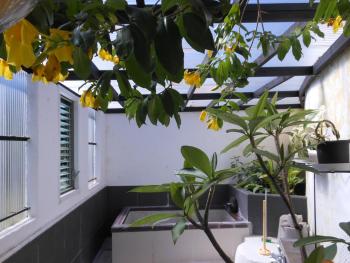 J-Garden, Ito (fotografie 3)