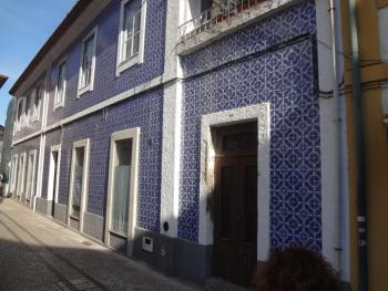 Ficus Benjamina, Aveiro (photo 5)
