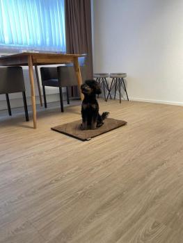 Studio Gocki, Zürich (photo 5)
