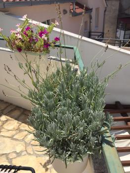 Apartment Elena Rooms, Split (photo 2)