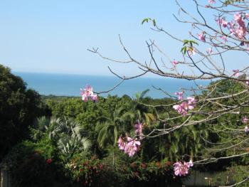 raphia on sea, Mtunzini (foto 3)