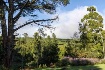 Further Beyond, Hogsback (zdjęcie 2)