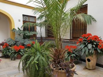 Casa Típica Cordobesa, Córdoba (Foto 2)