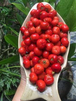 Cherry Garden Homestay, Hoi An (foto 4)