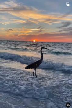 Sunset Connection - Gulf Place, Холмс-Бич (фото 4)