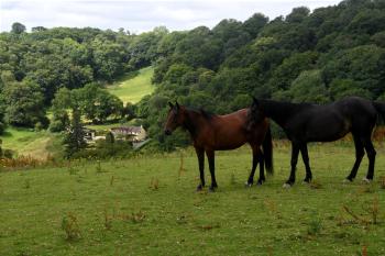 Ty Twt - complete holiday home, Llandysul (Foto 5)