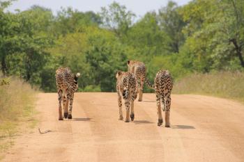 Maya Lodge, Hectorspruit (foto 4)