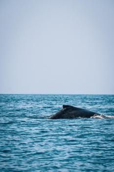 Liquid Dive Adventures, Praia do Tofo (foto 4)