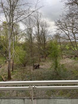 Kosly garden Robertsau, Strasbourg (photo 3)