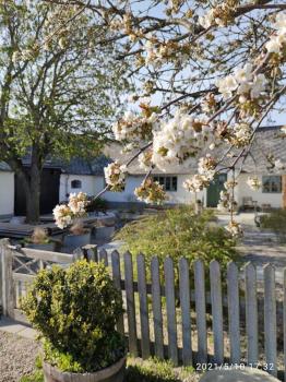 Öja, Ystad (photo 5)