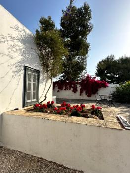 Two Olive Trees, Spetses (zdjęcie 5)