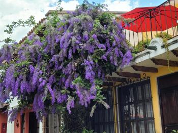 Villas Santa Ana-Ricardo, Antigua Guatemala (foto 5)