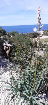 MAISON VUE MAGISTRALE SUR LE PORT ET CALANQUES DES GOUDES MARSEILLE, Marseille (Foto 3)