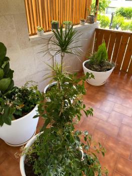 Pombal Suite, Pombal (foto 3)