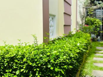 Do River Homestay, Hoi An (foto 4)