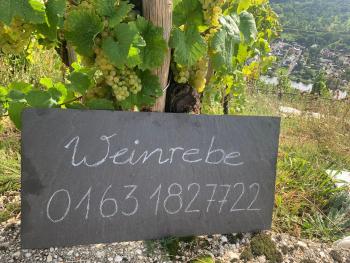 Weinrebe, Bernkastel-Kues (Foto 3)