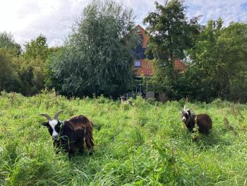 Inn Het Nest, Amsterdam (photo 2)