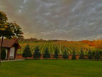 WineGarden, Mukačevo (fotografie 2)