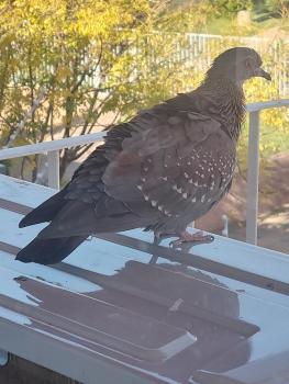 SapphireB@54, Windhoek (Foto 3)