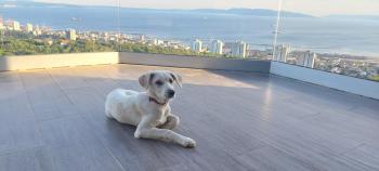Drenova view, Rijeka (zdjęcie 4)