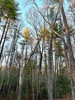 Beautiful & peaceful cabin w/ deck garden & fire-pit, Murphy (foto 4)