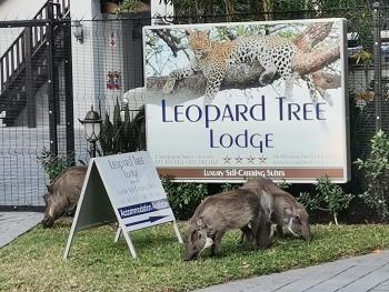Leopard Tree Lodge, St Lucia (zdjęcie 3)
