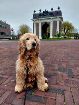 De Koepoort, Middelburg (fotografie 3)