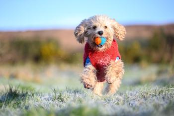 The Getaway - The Red Kite - Pet Friendly Luxury Glamping Cabin, Dungarvan (fotografie 3)