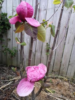 W&M Orchid House, Auckland (Foto 5)