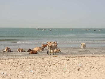 Simple Life on Baobab Beach, Tanji (foto 2)